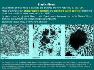 Elastic fib re s  Characteristic of these fibers is elasticity , are branched and form networks,  d. cca  1   m,  f ib re s are composed of   glycoprotein microfibrils   and   albumoid   elastin (protein)   that  shows remarkable resistance to hot water, acids and alkalis b y electron microscopy elastic fibers consist of peripheral collection of thin tubular fibrils of 10 nm diameter  that surround the  central amorphous component e lastic fibers occur singly or in the form of sheets Electron micrographs of developing elastic fibers. A: In early stages of formation, developing fibers consist of numerous small glycoprotein microfibrils. B: With further development, amorphous aggregates of elastin are found among the microfibrils. C: The amorphous elastin accumulates, ultimately occupying the center of an elastic fiber delineated by microfibrils. Note the collagen fibrils, seen in cross section.  