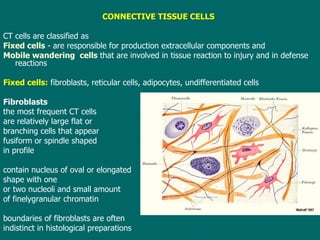 CONNECTIVE TISSUE CELLS CT cells are  classified as Fixed cells   -  are responsible for production extracellular components and  Mobile wandering  cells   that  are   involved in tissue reaction to injury  and in defense reactions Fixed cells:  fibroblasts, reticular cells, adipocytes, undifferentiated cells Fibroblasts   the most  frequent  CT cells are relatively large flat  or  branching cells  that  appear  fusiform or spindle shaped  in profile contain nucleus of oval or elongated shape  with  one  or two nucleoli and small amount  of finelygranular chromatin boundaries  of fibroblasts are  often  indistinct   in histological preparations  