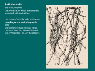 Reticular cells are branching cells the processes of which are generally in contact with each othe r . t wo type s  of reticular cells are  known nonphagocytic and phagocytic  cells t he former produce reticular fibres, the latter take part in breakdown of the erythrocytes ( eg., in the spleen).  