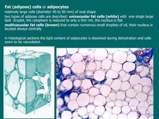 Fat (adipose) cells   or   adipocytes relatively large cells (diameter 40 to 50 mm) of oval shape t wo types of adipose cells are described:  univacuolar fat cells (white)  with  one single large lipid  droplet ,  the cytoplasm is reduced to only a thin rim, the nucleus is flat multivacuolar fat cells (brown)   that  contain numerous small droplets of oil, their nucleus is located always centrally in  histological sections the lipid content of adipocytes is dissolved during dehydration  and cells  seem to be vacuolated. 