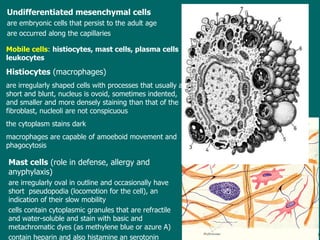 Undifferentiated mesenchymal cells are embryonic cells  that  persist to the adult  age are occurred along the capillaries Mobile cells :  h istiocytes , mast cells, plasma cells leukocytes H istiocytes  (macrophages)  are irregularly shaped cells with processes  that  usually are short and blunt ,  nucleus is ovoid, sometimes indented, and smaller and more densely staining than that of the fibroblast , n ucleoli are not conspicuous t he cytoplasm stains dark macrophages are capable of amoeboid movement and phagocytosis Mast cells  (role in defense, allergy and anyphylaxis) are irregularly oval in outline and occasionally have short  pseudopodia (locomotion for the cell), an indication of their slow mobility cells contain cytoplasmic granules  that  are refractile and water-soluble and stain with basic and metachromatic dyes (as methylene blue or azure A)   contain heparin and also histamine an serotonin 