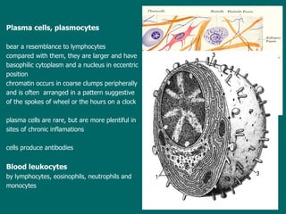 Plasma cells , plasmocytes bear a resemblance to lymphocytes c ompared with them, they are larger and have  basophilic cytoplasm and a nucleus in eccentric  position chromatin occurs in coarse clumps peripherally  and is often  arranged in a pattern suggestive  of the spokes of wheel or the hours on a clock p lasma cells are rare, but are more plentiful in  sites of chronic inflamations cells  produce antibodies Blood leukocytes  by lymphocytes, eosinophils, neutrophils and  monocytes 