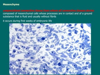 M esenchyme   unspecialized connective tissue  from  where   all connective tissues  derive  composed of mesenchymal cells whose processes are in contact and of a ground substance  that  is fluid and usually  without  fibrils it  occurs during  first  weeks of embryonic life   