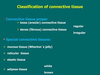 Connective tissue proper loose (areolar) connective tissue regular dense (fibrous) connective tissue  irregular Special connective tissues:  mucous tissue (Wharton´s jelly) reticular  tissue elastic tissue   white adipose tissue   brown Classification of connective tissu e 