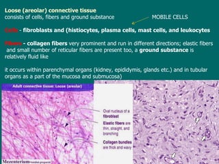 Loose (areolar) connective tissue   consists  of  cells, fibers and ground substance  MOBILE CELLS C ells  -  f ibroblasts and (histiocytes ,  plasma cells, mast cells, and leukocytes  Fibers  -  c ollagen fibers  very prominent and  run  in different directions; elastic fibers  and  small number of reticular fibers  are  present  too, a   ground substance  is relatively fluid like  it occurs  within parenchymal organs (kidney, epididymis, glands etc.)  a n d in tubular organs  as a part of the mucosa and submucosa ) 