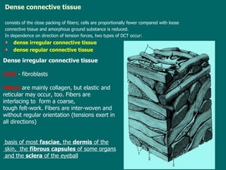 Dense connective tissue consists of  the close packing of fibers; cells are proportionally fewer  compared with  loose  connective tissue and amorphous ground substance is reduced. I n  dependence on direction of tension forces, two types of DCT  occur: d ense irregular   connective tissue d ense regular   connective tissue  D ense irregular   connective tissue C ells  - fibroblasts  F ibers  are  mainly  collagen, but elastic and reticular  may occur, too .  Fibers  are  interlacing to  form a coarse,  tough felt-work. Fibers are inter-woven and without regular   orientation (tension s  exert in all directions) basis of most  fasciae , the  dermis  of the skin,  the  fibrous capsules  of some organs and the  sclera  of the eyeball 