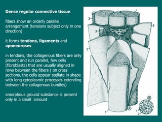 D ense regular   connective tissue   fibers  show  an orderly parallel arrangement (tensions subject only in one direction) it forms   tendons, ligaments  and  aponeuroses i n tendons, the collagenous fibers are only present and run parallel , few cells (fibroblasts) that  are usually aligned in rows between the fibers  ( on  cross  sections, the cells appear stellate in shape with  long  cytoplasmic processes extending between the collagenous bundles ) a morphous ground substance is present only in a small  amount 