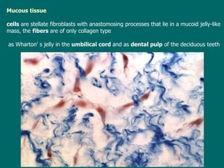 Mucous tissue cells  are stellate fibroblasts with anastomosing processes  that  lie in a mucoid jelly-like mass, the  fibers  are  of  only collagen  type   as Wharton' s jelly in the  umbilical cord  and as  dental pulp  of the deciduous teeth 