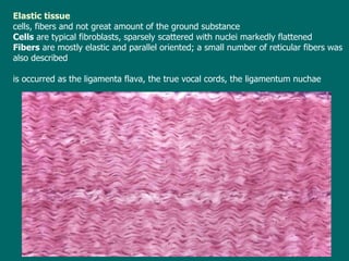 Elastic tissue cells, fibers and not great amount of the ground substance C ells  are typical fibroblasts, sparsely scattered with nuclei markedly flattened F ibers  are mostly elastic and parallel oriented; a small number of reticular fibers was also described is occurred as the ligamenta flava, the true vocal cords, the ligamentum nuchae 