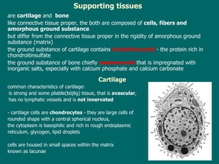 are   cartilage  and  bone l ike connective tissue proper,  the both  are composed of  cells, fibers and amorphous ground substance but  differ from the connective tissue proper in the rigidity of  amorphous ground substance (matrix) the ground substance  of  cartilage  contains   chondromucoid  -  the protein rich in chondroitinsulfate   the ground substance  of  bone chiefly  osseomucoid  that is  impregnated with inorganic salts, especially with calcium phosphate and calcium carbonate Cartilage common characteristics of cartilage: is strong and some pliable(böjlig) tissue,  that  is  avascular ,  has no   lymphatic vessels and is  not innervated - cartilage cells are  chondrocytes  - they are large cells of  rounded shape with a central spherical nucleus ,  the  cytoplasm is basophilic   and rich in rough endoplasmic reticulum, glycogen, lipid drople ts cells are housed in small spaces within the matrix known as lacunae Supporting tissues  