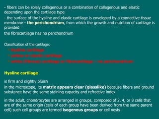 - fibers can be solely collagenous or a combination of collagenous and elastic depending upon the cartilage type - the surface of the hyaline and elastic cartilage is  enveloped  by a connective tissue membrane -  the perichondrium , from which the growth and nutrition of cartilage is provided t he fibrocartilage has no perichondrium Classification of the cartilage: hyaline cartilage yellow or elastic cartilage   w hite (fibrous) cartilage or fibrocartilage – no perichondrium Hyaline cartilage is firm and slightly bluish i n the microscope, its  matrix appears clear (glasslike)   because  fibers and ground substance have the same staining capacity and refractive index i n the adult ,  chondrocytes are arranged in groups, composed of  2 ,  4 , or  8  cells  that   are of the same origin (cells of each group have been derived from the same parent cell)  s uch cell groups are  termed  isogenous groups  or cell nests 