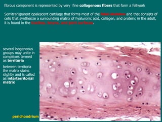   f ibrous component is represented by very  fine  collagenous fibers  that form a feltwork   Semitransparent opalescent cartilage that forms most of the  fetal skeleton  and that consists of cells that synthesize a surrounding matrix of hyaluronic acid, collagen, and protein; in the adult, it is found in the  trachea, larynx, and joint surfaces . several isogeneous   groups may unite in complexes termed as  territoria between territoria the matrix stains slightly and is called as  interterritorial matrix perichondrium 