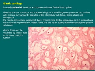Elastic cartilage is usually  yellowish   in  colour and opa que  and more flexible than hyaline c hondrocytes are numerous and scattered singly or in small isogenous groups of two or three cells  that  are surrounded by capsules of the intercellular substance , fibers: elastic and collagenous th e matrix  (intercellular substance) shows  characteristic fibrillar appearance   in H.E. preparations   this is caused by presence of   elastic fibers  that are  never  totally masked by amorphous ground substance   elastic  fibers  may be  visualized by special dyes  as  orcein or resorcin- fuchsin 