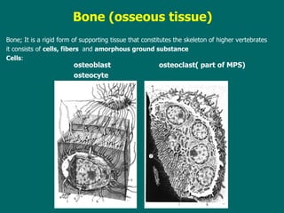 B one (osseous tissue) Bone; It is a rigid form of  supporting  tissue that constitutes the skeleton of higher vertebrates it  consists of  cells , fibers  and  amorphous ground substance   Cells : osteoblast  osteo c last( part of MPS) osteocyt e 