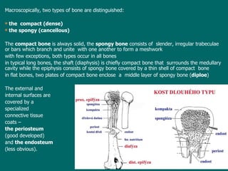 Macroscopically, two types of bone  are  distinguished:  the  compact (dense) the spongy (cancellous)   T he  compact bone  is  always solid ,  the  spongy bone  consists of  slender, irregular trabeculae or bars which branch and unite  with one another to form a meshwork with  few exceptions, both types  occur  in  all  bone s i n typical long bones, the shaft (diaphysis) is chiefly compact bone  that  surround s  the medullary cavity  while the  epiphysis consists of spongy bone covered by a thin shell of compact  bone   i n flat bones, two plates of compact bone enclose  a  middle layer of spongy bone ( diploe ) The external and  internal surfaces are covered by a  specialized  connective tissue  coats –  the periosteum   (good developed)  and  the endosteum   (less obvious). 