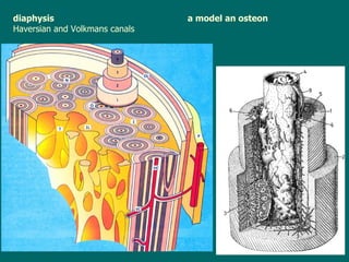diaphysis a model an osteon  Haversian and Volkmans canals 