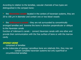 According to  relation to  the  lamella e,  vascular channels  of two types are distinguished in the compact bone: the  Haversian canals   located in the centers of haversian systems, they are 20 to 100   m in diameter and contain one or two blood vessels the  Volkmann's canals   - they are not surrounded by concentrically  arranged lamellae and  traverse the bone in direction perpendicular or oblique to the Haversian canals function of Volkmann's canals  -  connect Haversian canals with one other and provide their communication with the free surface of bone or with the marrow cavity SPONGY BONE composed of lamellae a s the trabeculae of spongy/ cancellous bone are relatively thin, they may not  contain complete haversian systems but only superficial or circumferential lamellae 