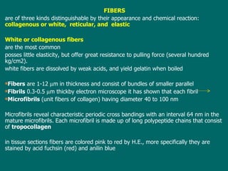 FIBERS are of three kinds distinguishable by their appearance and chemical reaction:  collagenous or white,  reticular, and  elastic White or collagenous fibers  are the most common posses little elasticity, but offer great resistance to pulling force (several hundred kg/cm2). w hite fibers are dissolved by weak acids, and yield gelatin when boiled Fibers  are 1- 1 2   m in thickness and consist of bundles of smaller parallel  Fibrils  0.3-0.5   m thick by  electron microscope  it  ha s  shown that each fibril  Microfibrils  (unit fibers of collagen) having diameter 40 to 100 nm Microfibrils reveal characteristic periodic cross bandings with an interval 64 nm in the mature microfibrils . E ach microfibril is made up of long polypeptide chains  that consist of  tropocollagen   in tissue sections fibers are colored pink to red  by  H.E., more specifically they are stained by acid fuchsin (red) and anilin blue 
