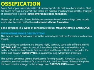 OSSIFICATION Bones first appear as condensation of mesenchymal cells that form bone models. Most flat bones develop in mesenchyme within pre-existing  membranosus sheaths; this type of osteogenesis is called  intramembranous bone formation. Mesenchymal models of most limb bones are transformed into cartilage bone models which later become ossified by  endochondral bone formation. Bone develops in 2 types of connective tissue; MESENCHYME & CARTILAGE INTRAMEMBRANOUS OSSIFICATION This type of bone formation occurs in the mesenchyme that has formed a membranous sheath.  The mesenchyme condense and become highly vascular, some cells differentiate into  OSTEOBLAST  and begins to deposit intercellular substances – osteoid tissue or prebone. Calcium-phosphate is then deposited and the osteoblast are trapped in the matrix and become  OSTEOCYTES , in contact by long cytoplasmic processes. The bone is developed around bloodvessels forming osteons, haversian sys. Some osteoblast remains on the surface to continue to lay down layers. Between the plates the bone remains spongy. In the spongy bone  OSTEOCLASTS  remove bone. 