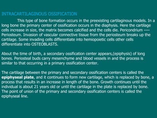 INTRACARTILAGINOUS OSSIFICATION This type of bone formation occurs in the preexisting cartilaginous models. In a long bone the primary center of ossification occurs in the diaphysis. Here the cartilage cells increase in size, the matrix becomes calcified and the cells die. Pericondrium ---- Periosteum. Invasion of vascular connective tissue from the periosteum breaks up the cartilage. Some invading cells differentiate into hemiopoietic cells other cells differentiate into OSTEOBLASTS. About the time of birth, a secondary ossification center appears,(epiphysis) of long bones. Periosteal buds carry mesenchyme and blood vessels in and the process is similar to that occurring in a primary ossification center.  The cartilage between the primary and secondary ossification centers is called the  epiphyseal plate , and it continues to form new cartilage, which is replaced by bone, a process that results in an increase in length of the bone. Growth continues until the individual is about 21 years old or until the cartilage in the plate is replaced by bone. The point of union of the primary and secondary ossification centers is called the epiphyseal line. 