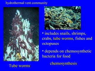 hydrothermal vent community http://www.sciencedaily.com/images/2005/02/050223124700.jpg includes snails, shrimps, crabs,  tube worms , fishes and octopuses  depends on chemosynthetic bacteria for food chemosynthesis  Tube worms   deep-sea vent mussels 