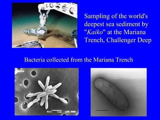 Sampling of the world's deepest sea sediment by " Kaiko " at the Mariana Trench, Challenger Deep Bacteria collected from the Mariana Trench 