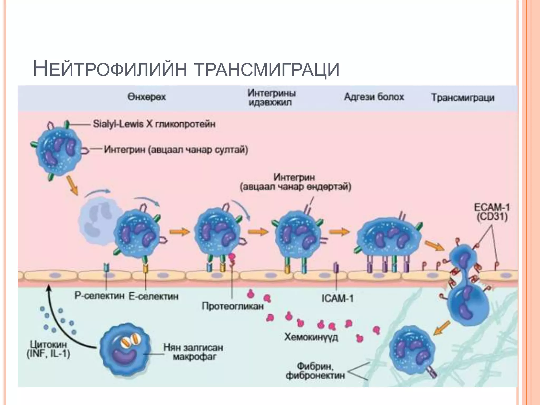 НЕЙТРОФИЛИЙН ТРАНСМИГРАЦИ

 