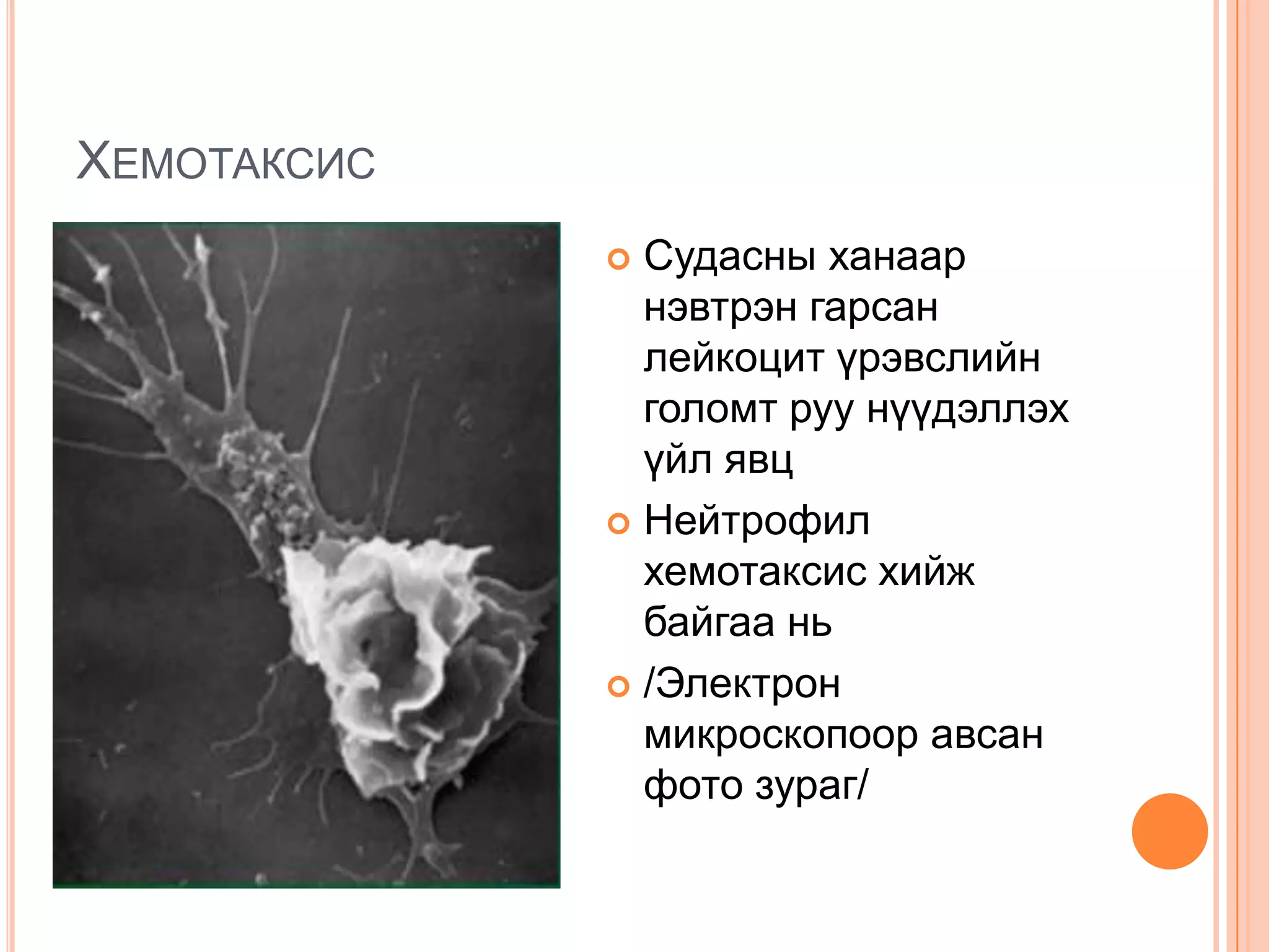 ХЕМОТАКСИС
Судасны ханаар
нэвтрэн гарсан
лейкоцит үрэвслийн
голомт руу нүүдэллэх
үйл явц
 Нейтрофил
хемотаксис хийж
байгаа нь
 /Электрон
микроскопоор авсан
фото зураг/


 