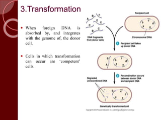 3.Transformation
 When foreign DNA is
absorbed by, and integrates
with the genome of, the donor
cell.
 Cells in which transformation
can occur are ‘competent’
cells.
 