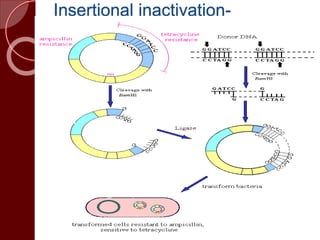 Insertional inactivation-
 