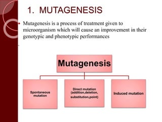 1. MUTAGENESIS
 Mutagenesis is a process of treatment given to
microorganism which will cause an improvement in their
genotypic and phenotypic performances
.
Mutagenesis
Spontaneous
mutation
Direct mutation
(addition,deletion,
substitution,point)
Induced mutation
 