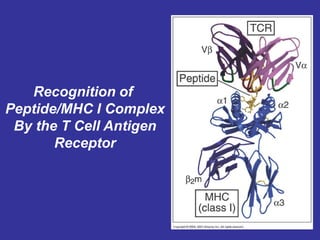 Recognition of
Peptide/MHC I Complex
By the T Cell Antigen
Receptor
 