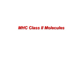 MHC Class II Molecules
 