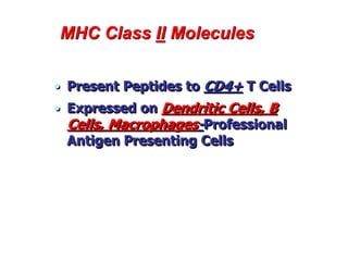 MHC Class II Molecules
• Present Peptides to CD4+ T Cells
• Expressed on Dendritic Cells, B
Cells, Macrophages-Professional
Antigen Presenting Cells
 