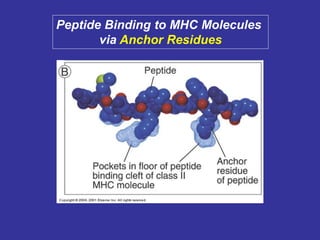 Peptide Binding to MHC Molecules
via Anchor Residues
 