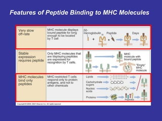 Features of Peptide Binding to MHC Molecules
 