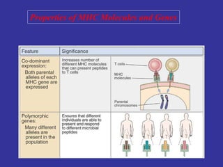 Properties of MHC Molecules and Genes
 
