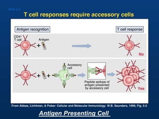 Antigen Presenting Cell
 