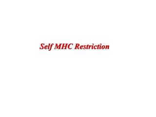 Self MHC Restriction
 