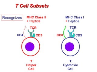 T Cell Subsets
T
Helper
Cell
TCR
CD3CD4
T
Cytotoxic
Cell
TCR
CD3CD8
MHC Class II MHC Class I
+ Peptide + Peptide
Recognizes
 