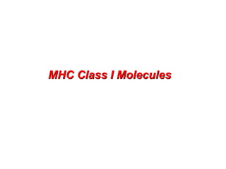 MHC Class I Molecules
 