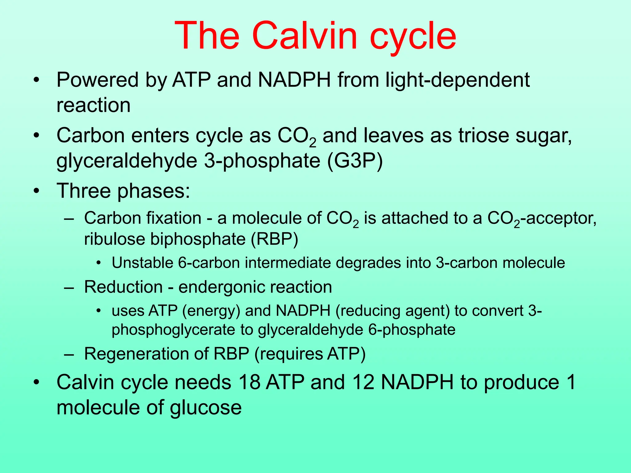 The Calvin cycle
• Powered by ATP and NADPH from light-dependent
reaction
• Carbon enters cycle as CO2 and leaves as triose sugar,
glyceraldehyde 3-phosphate (G3P)
• Three phases:
– Carbon fixation - a molecule of CO2 is attached to a CO2-acceptor,
ribulose biphosphate (RBP)
• Unstable 6-carbon intermediate degrades into 3-carbon molecule
– Reduction - endergonic reaction
• uses ATP (energy) and NADPH (reducing agent) to convert 3-
phosphoglycerate to glyceraldehyde 6-phosphate
– Regeneration of RBP (requires ATP)
• Calvin cycle needs 18 ATP and 12 NADPH to produce 1
molecule of glucose
 