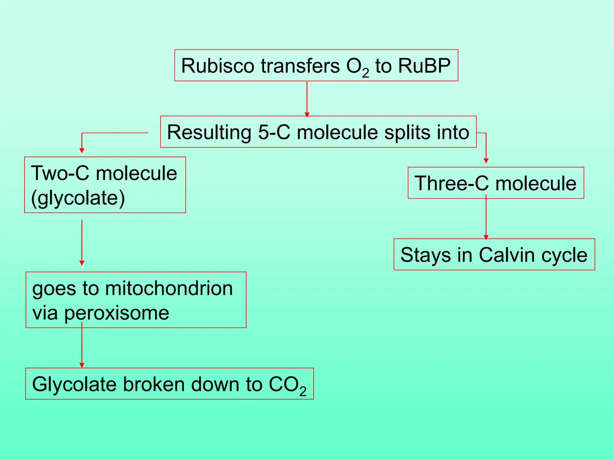 Rubisco transfers O2 to RuBP
Resulting 5-C molecule splits into
Three-C molecule
Stays in Calvin cycle
Two-C molecule
(glycolate)
goes to mitochondrion
via peroxisome
Glycolate broken down to CO2
 