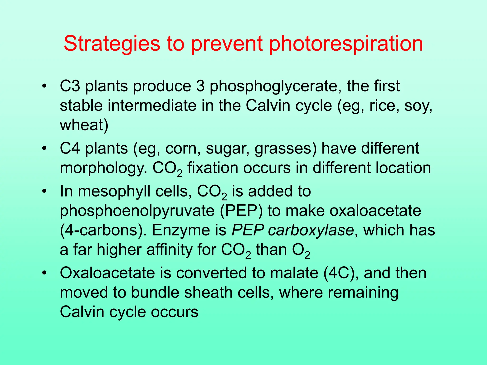 Strategies to prevent photorespiration
• C3 plants produce 3 phosphoglycerate, the first
stable intermediate in the Calvin cycle (eg, rice, soy,
wheat)
• C4 plants (eg, corn, sugar, grasses) have different
morphology. CO2 fixation occurs in different location
• In mesophyll cells, CO2 is added to
phosphoenolpyruvate (PEP) to make oxaloacetate
(4-carbons). Enzyme is PEP carboxylase, which has
a far higher affinity for CO2 than O2
• Oxaloacetate is converted to malate (4C), and then
moved to bundle sheath cells, where remaining
Calvin cycle occurs
 