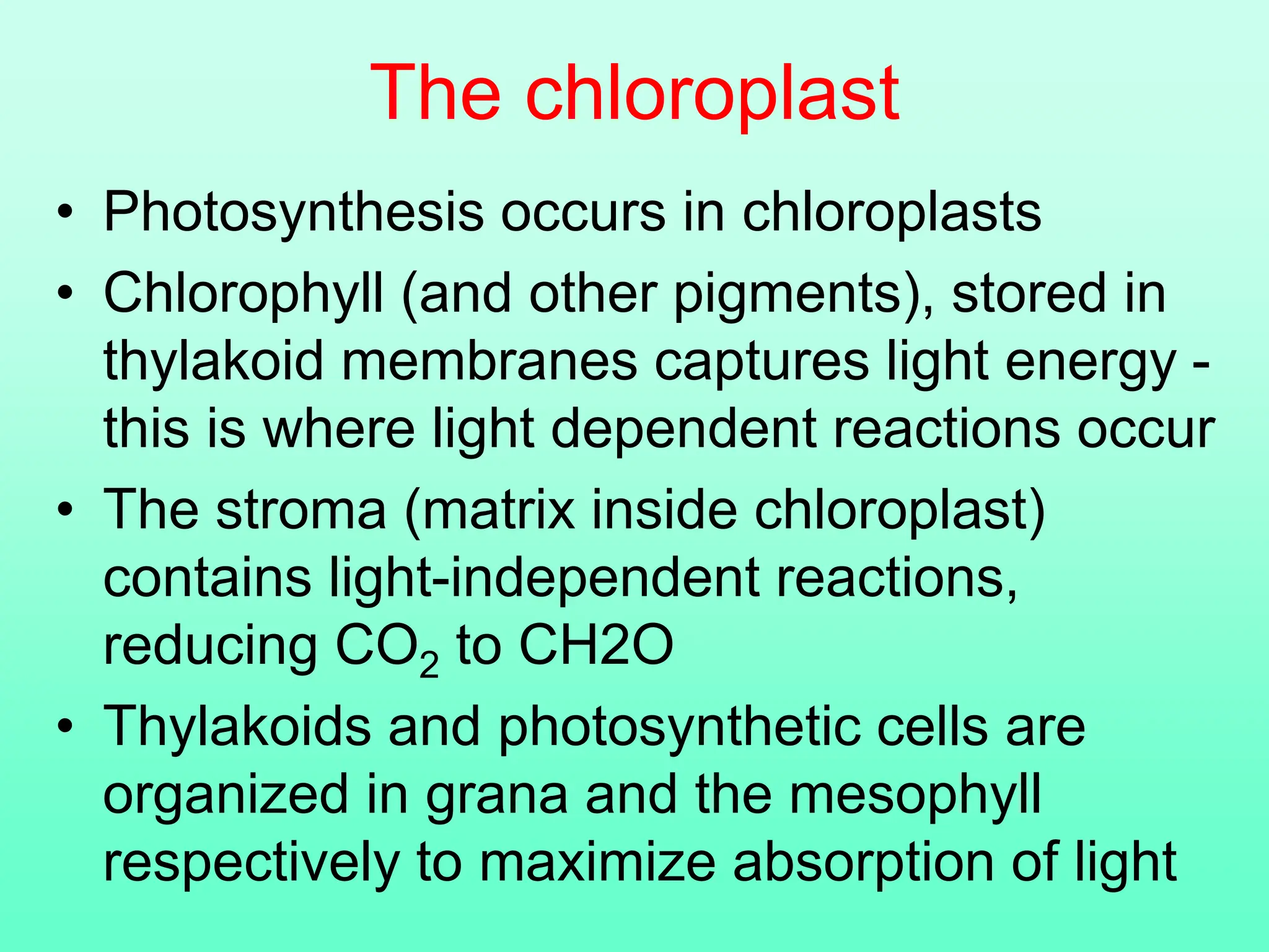 The chloroplast
• Photosynthesis occurs in chloroplasts
• Chlorophyll (and other pigments), stored in
thylakoid membranes captures light energy -
this is where light dependent reactions occur
• The stroma (matrix inside chloroplast)
contains light-independent reactions,
reducing CO2 to CH2O
• Thylakoids and photosynthetic cells are
organized in grana and the mesophyll
respectively to maximize absorption of light
 