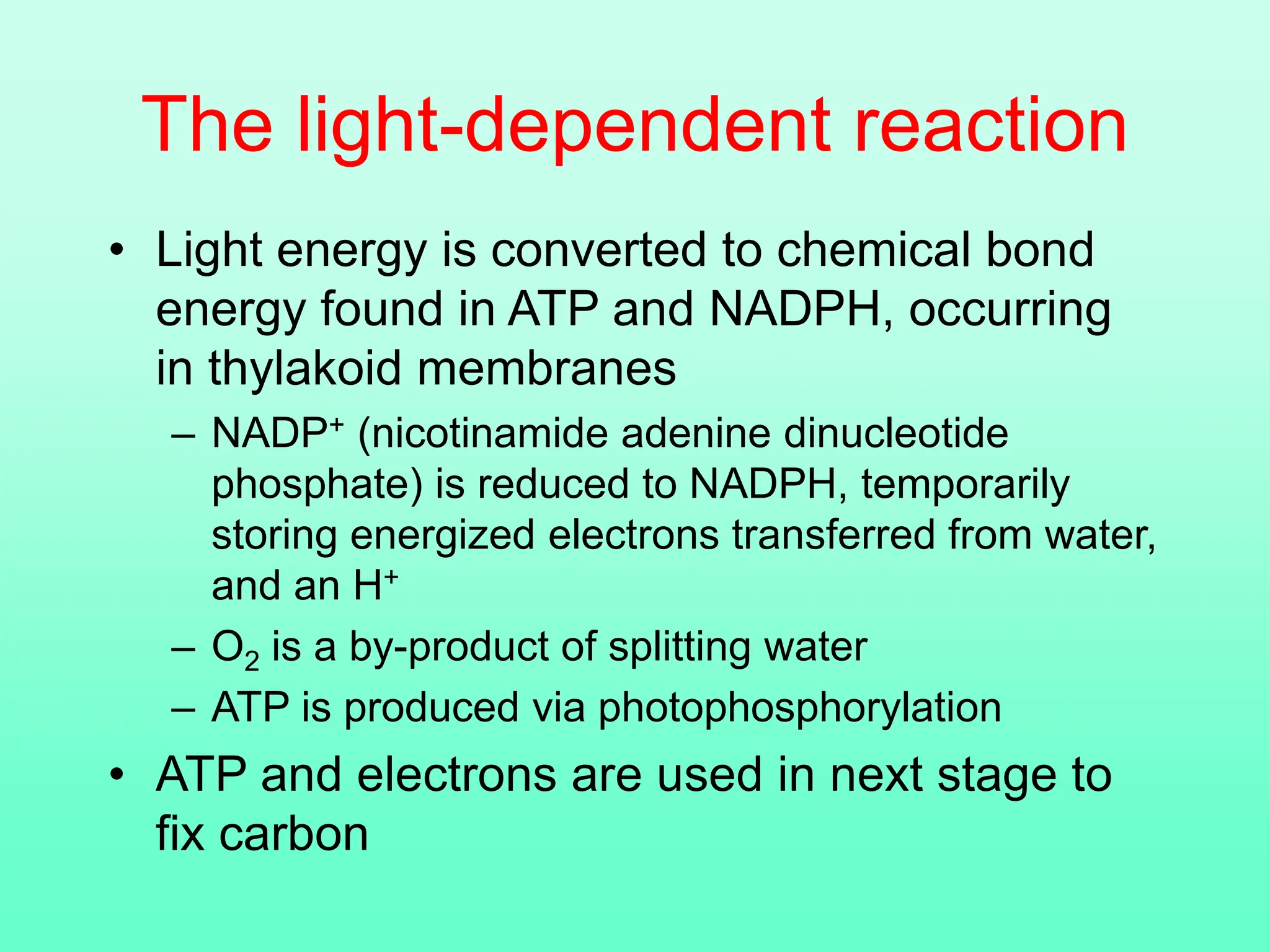 The light-dependent reaction
• Light energy is converted to chemical bond
energy found in ATP and NADPH, occurring
in thylakoid membranes
– NADP+ (nicotinamide adenine dinucleotide
phosphate) is reduced to NADPH, temporarily
storing energized electrons transferred from water,
and an H+
– O2 is a by-product of splitting water
– ATP is produced via photophosphorylation
• ATP and electrons are used in next stage to
fix carbon
 