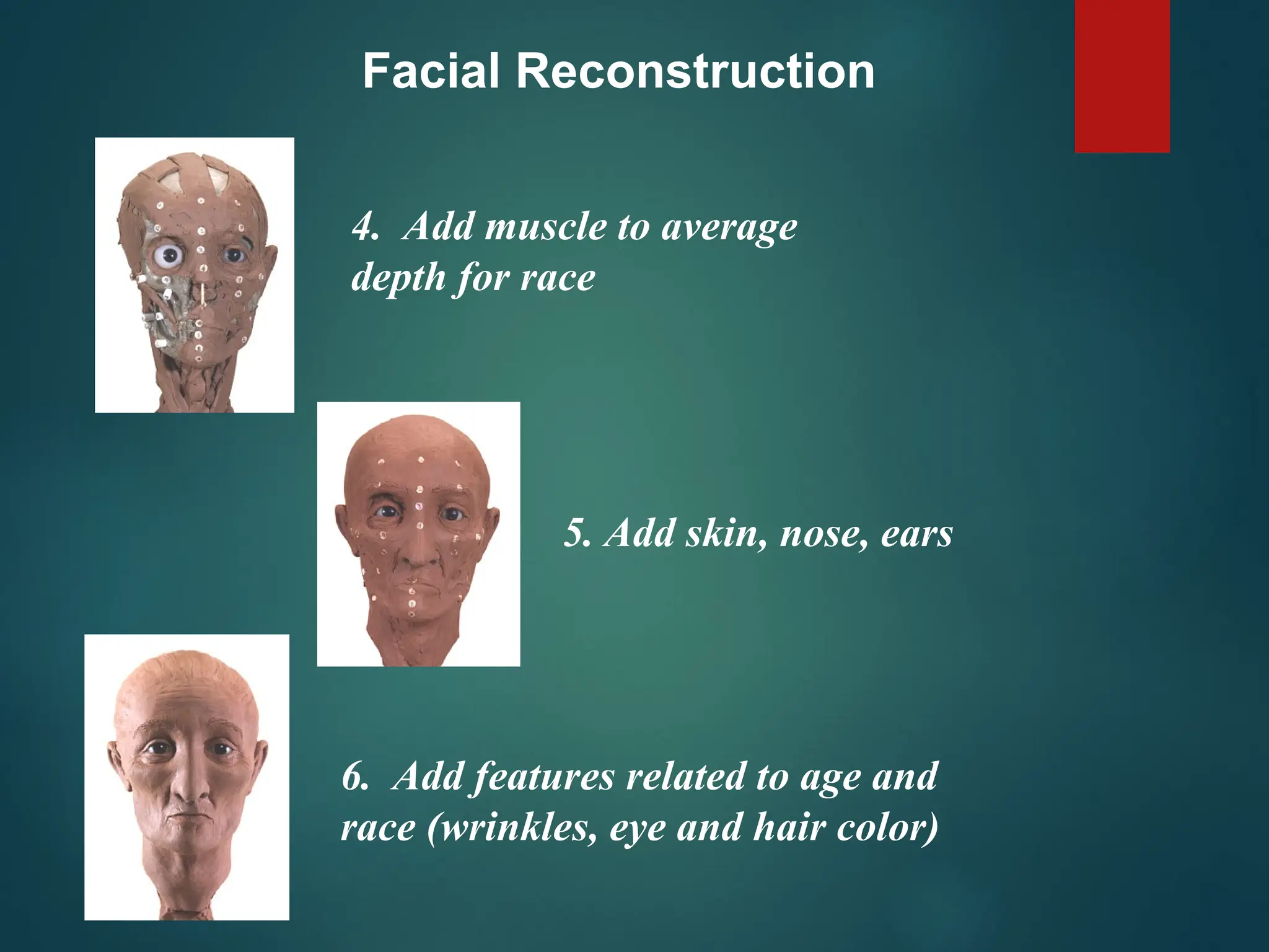 Facial Reconstruction
4. Add muscle to average
depth for race
5. Add skin, nose, ears
6. Add features related to age and
race (wrinkles, eye and hair color)
 