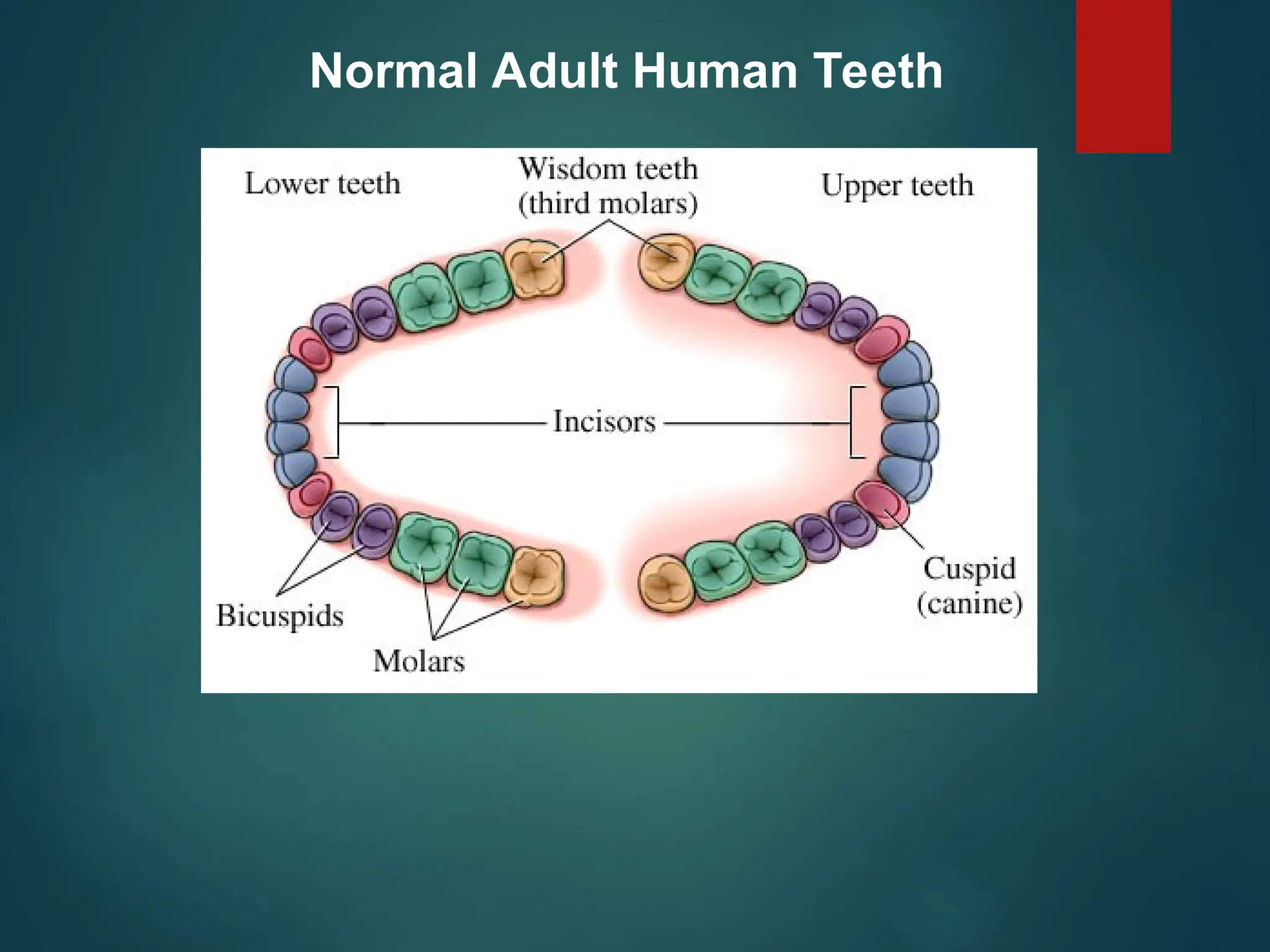 Normal Adult Human Teeth
 