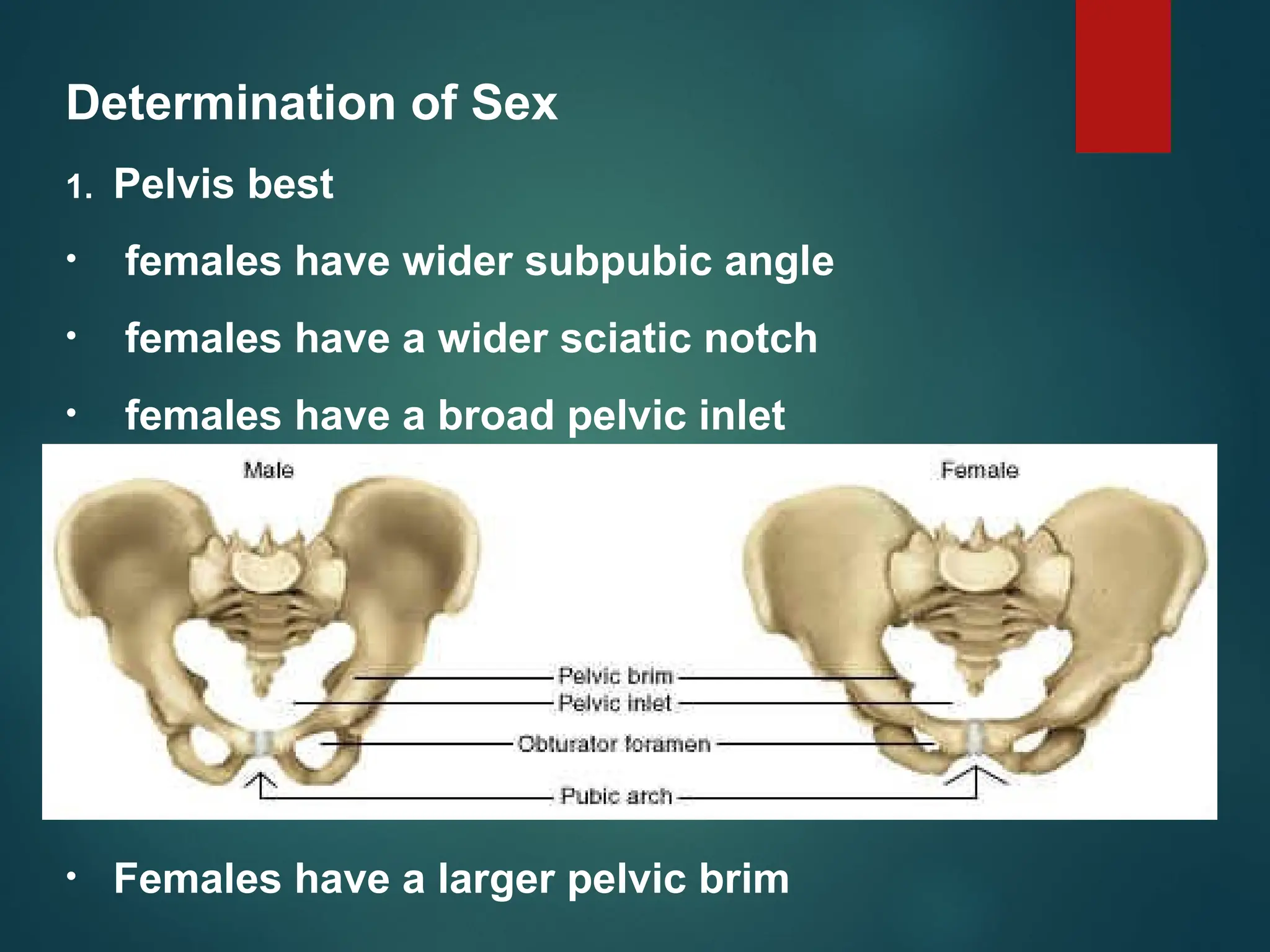 Determination of Sex
1. Pelvis best
• females have wider subpubic angle
• females have a wider sciatic notch
• females have a broad pelvic inlet
• Females have a larger pelvic brim
 