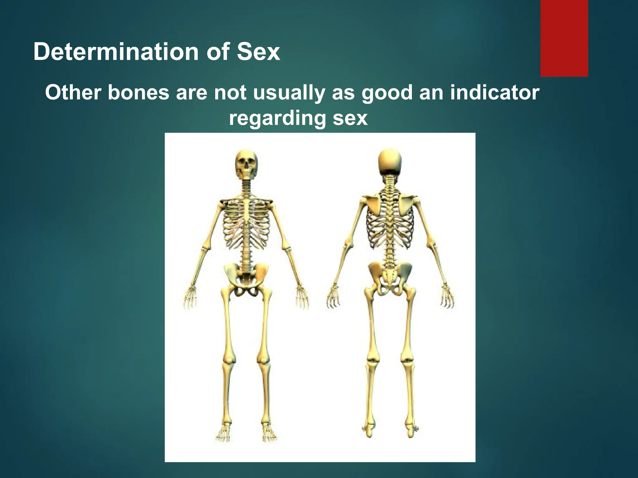 Determination of Sex
Other bones are not usually as good an indicator
regarding sex
 